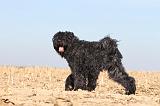 BOUVIER DES FLANDRES 158